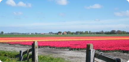 landschap